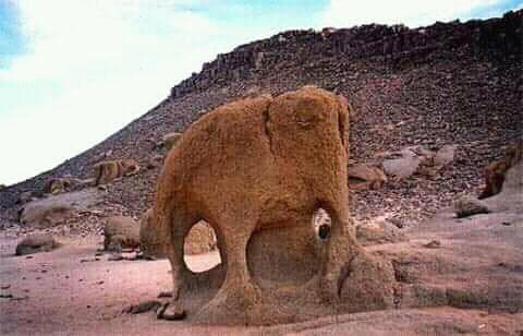 سحر الصحراء